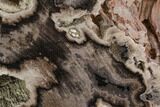 Polished Petrified Wood (Conifer) Section - Horse Canyon #103885-1